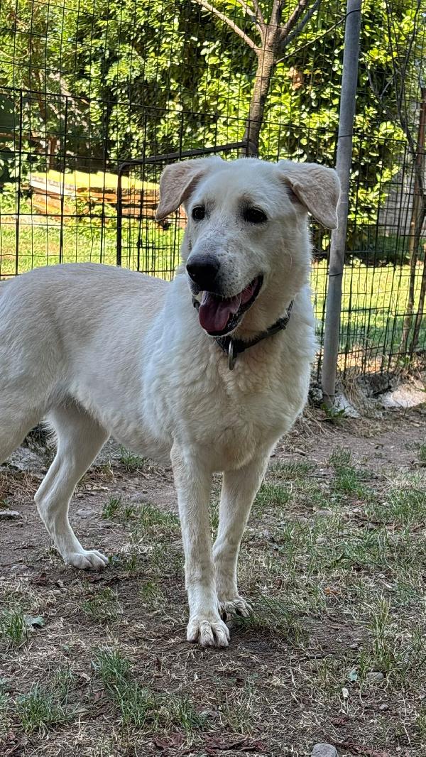 Easy, la dolcezza di un Labrador color miele Foto 5